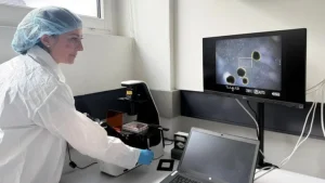 Los minicerebros humanos desarrollados por científicos para ‘alimentar’ computadoras